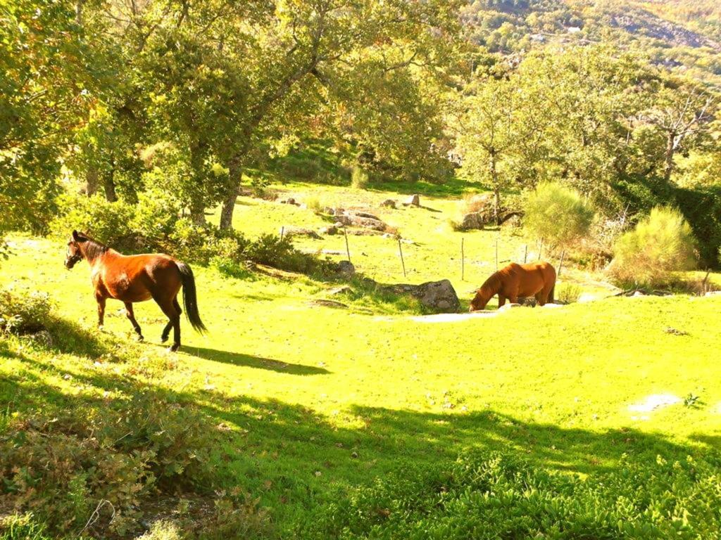 Quinta Do Marvao Affittacamere Camera foto